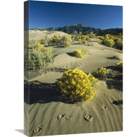 Coyote tracks and flowering shrubs, Great Sand Dunes, Colorado-Canvas Art-18"x24"