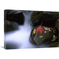 Little Pigeon River and fall Maple leaves, Great Smoky Mountains National Park-Canvas Art-24&quotx18"