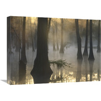 Bald Cypress grove in freshwater swamp at dawn, Lake Fausse Pointe, Louisiana-Canvas Art-24&quotx18"