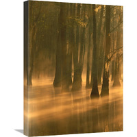 Bald Cypress swamp, Calcasieu River backwater, Lake Charles, Louisiana-Canvas Art-18"x24"