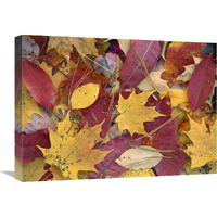 Fall-colored Maple, Sourwood and Cherry leaves, Great Smoky Mountains NP-Canvas Art-24"x18"