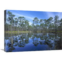 Pine forest mirrored in reflection pond, Ochlocknee River State Park, Florida-Canvas Art-24"x18"