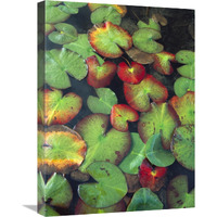 Yellow Pond Lily floating on water surface, North America-Canvas Art-18"x24"