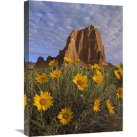 Temple of the Sun with Sunflowers, Capitol Reef National Park, Utah-Canvas Art-18"x24"