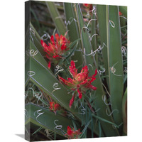 Paintbrush growing among with Banana Yucca , North America-Canvas Art-18"x24"