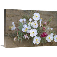 Evening Primrose with Grizzly Bear Cactus , North America-Canvas Art-24"x18"