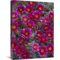 Grizzly Bear Cactus in bloom, North America-Canvas Art-18"x24"