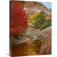 Maple and Cottonwood autumn foliage, Zion National Park, Utah-Canvas Art-18"x24"