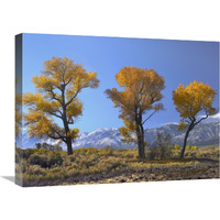 Cottonwood trees, fall foliage, Carson Valley, Nevada-Canvas Art-24"x18"