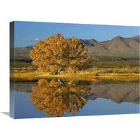 Cottonwood fall foliage with Magdalena Mountains, New Mexico-Canvas Art-24&quotx18"