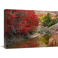 Maple and Cottonwood trees in autumn, Zion National Park, Utah-Canvas Art-24&quotx18"