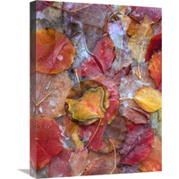 Fallen autumn colored Aspen leaves frozen on the ground-Canvas Art-18"x24"