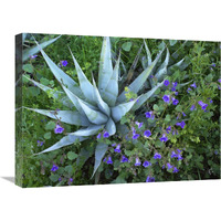 Desert Bluebell and Agave , North America-Canvas Art-24"x18"