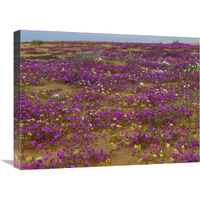 Sand Verbena carpeting the ground, Imperial Sand Dunes, California-Canvas Art-24"x18"