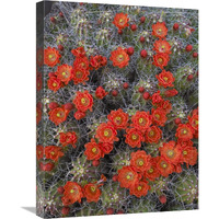 Claret Cup Cactus detail of flowers in bloom, North America-Canvas Art-18&quotx24"