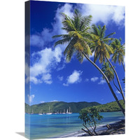 Palm trees at Maho Bay, Virgin Islands-Canvas Art-18"x24"