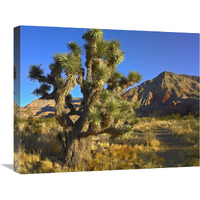 Joshua Tree with the Virgin Mountains, Arizona-Canvas Art-24"x20"