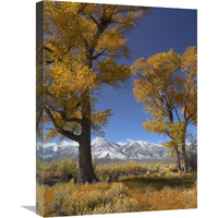 Cottonwood with the Carson Range in the background, Nevada-Canvas Art-18"x24"