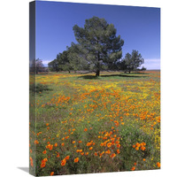 California Poppy and Eriophyllum field, Antelope Valley, California-Canvas Art-18"x24"