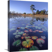 Waterlilies in pond, Jonathan Dickinson State Park near Hobe Sound, Florida-Canvas Art-18&quotx24"