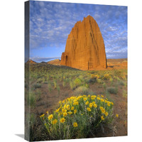 Common Sunflowers and Temple of the Sun, Capitol Reef NP, Utah-Canvas Art-18&quotx24"