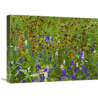 Delphinium and Mexican Hat flowers in meadow, North America-Canvas Art-24"x18"