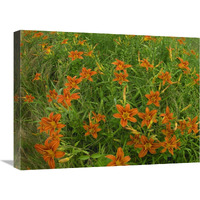 Orange Daylily growing in meadow, North America-Canvas Art-24&quotx18"