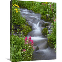 Orange Sneezeweed and Indian Paintbrush, Yankee Boy Basin, Colorado-Canvas Art-18"x24"