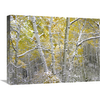 Quaking Aspens near Kebbler Pass, Gunnison National Forest, Colorado-Canvas Art-24"x18"