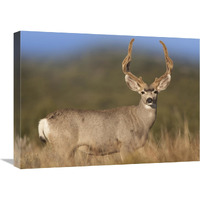 Mule Deer male in dry grass, North America-Canvas Art-24"x18"