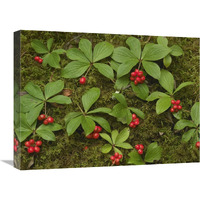 Bunchberry growing amid Sphagnum Moss, North America-Canvas Art-24"x18"