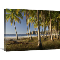 Palms at Playa Carrillo, Guanacaste, Costa Rica-Canvas Art-24"x18"