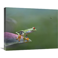 Red-eyed Tree Frog eyeing Bee Fly , Costa Rica-Canvas Art-24"x20"