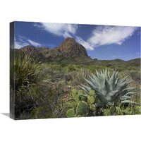 Agave and cactus in the Chisos Mountains, Big Bend NP, Texas-Canvas Art-24"x18"