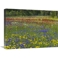 Annual Coreopsis Texas Bluebonnet and Drummond"s Phlox-Canvas Art-24"x18"