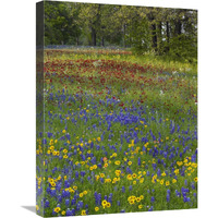 Sand Bluebonnet , Drummond"s Phlox and Tickseed, Texas-Canvas Art-18"x24"