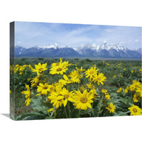 Balsamroot Sunflower patch, Grand Teton National Park, Wyoming-Canvas Art-24&quotx18"