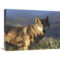 Gray Wolf , North America-Canvas Art-24&quotx18"