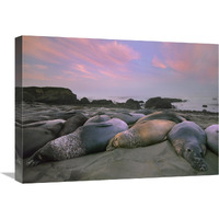 Northern Elephant Seals, Point Piedra Blancas, California-Canvas Art-24"x18"