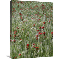 Indian Paintbrush and Foxtail Barley field, Texas-Canvas Art-18"x24"