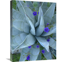 Bluebell and Agave , North America-Canvas Art-18"x24"