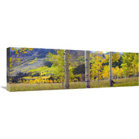 Quaking Aspen grove in autumn, Colorado-Canvas Art-36&quotx12"