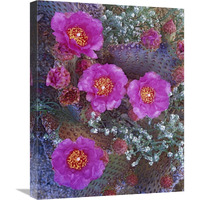 Beavertail Cactus flowering, North America-Canvas Art-18"x24"