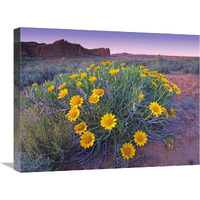 Sunflowers and buttes, Capitol Reef National Park, Utah-Canvas Art-24"x18"