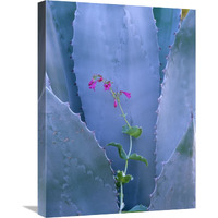 Agave and Parry"s Penstemon close up, North America-Canvas Art-18"x24"