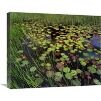 Pond with lily pads and grasses, Cape Cod, Massachusetts-Canvas Art-24"x20"