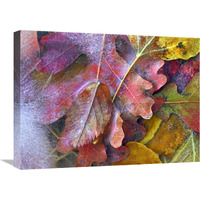 Frozen autumn leaves, North America-Canvas Art-24"x18"