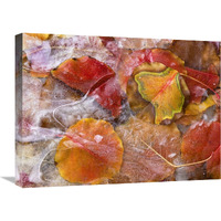 Cottonwood frozen leaves, North America-Canvas Art-24"x18"