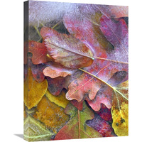 Frozen autumn leaves, North America-Canvas Art-18"x24"