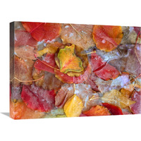 Cottonwood frozen leaves, North America-Canvas Art-24"x18"